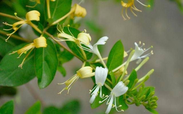  『金银花』金银花好养吗？金银花养护技巧有哪些？