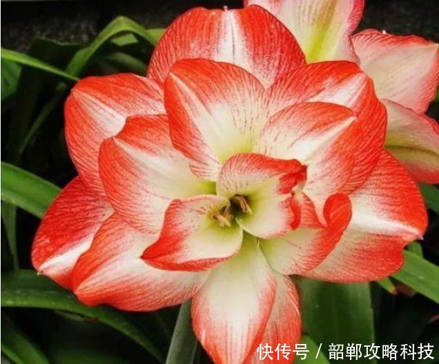  #春天#春天阳台养上“5种花”，美成花园，漂亮花朵，朵朵迷人！