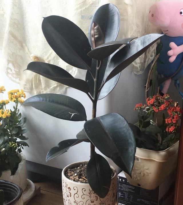 肥嘟嘟■叶子肥嘟嘟,耐旱还好养,摆家里一个月不浇水长得更旺,这都啥花