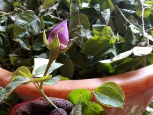  『食用玫瑰花』这些玫瑰养一盆，好看还能泡水喝，比茶好喝百倍