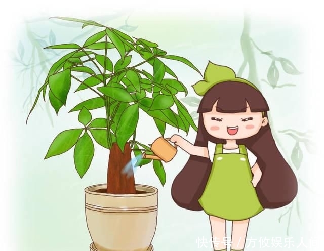  『寓意』这花寓意万事如意，采光不好也能养，长得可好了！