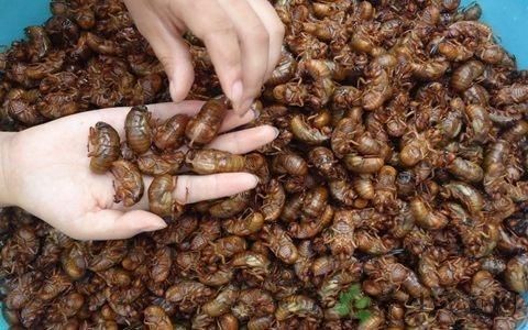 为啥农村老人说立秋之后“一个知了猴，三斤半羊肉”，什么意思？