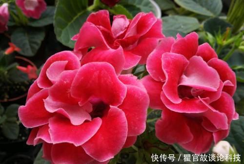 「发芽」新手养花选它,掉落的叶子都能生根发芽,1盆一年能变10盆!