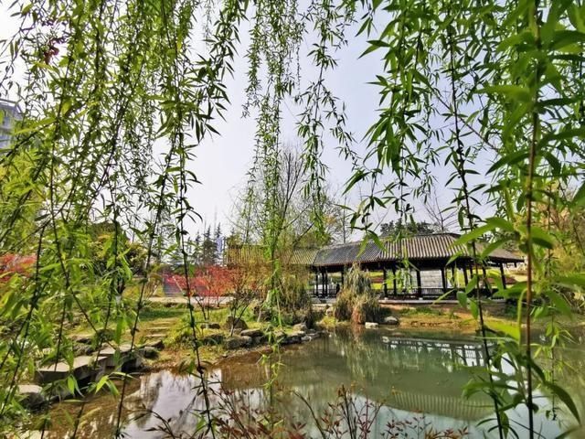  樱花@美惨了！这是洪雅的春天