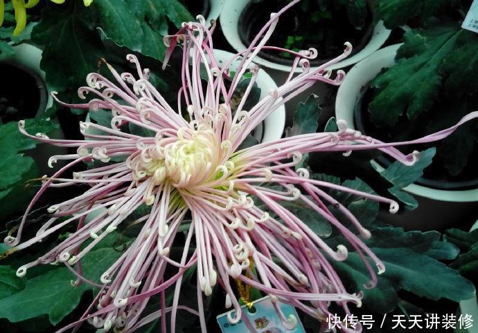  『玫瑰』喜欢玫瑰，不如养盆“珍品菊花”彩霞露影，似花中蝴蝶，翩翩飞舞