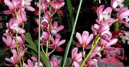『不停』兰花难养护,做好浇水这一技术活,安全度夏蹭蹭长不停