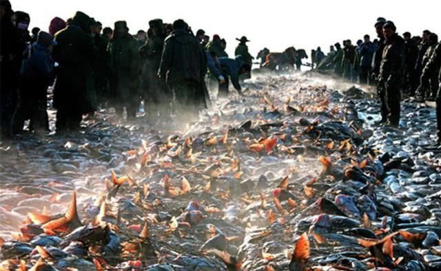 查干湖的鱼为什么越捞越多了?渔民:你看这群商人,哪有这么干的