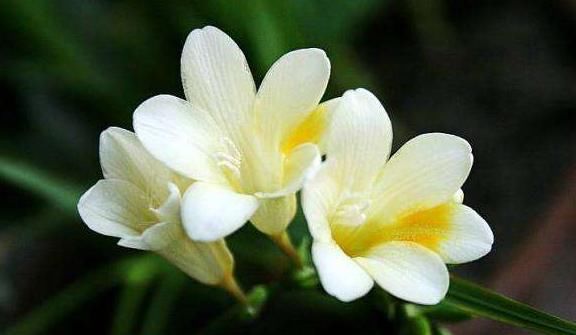  #识货#“识货人”都爱养4种花，打理简单，花期长花色艳，开花超漂亮
