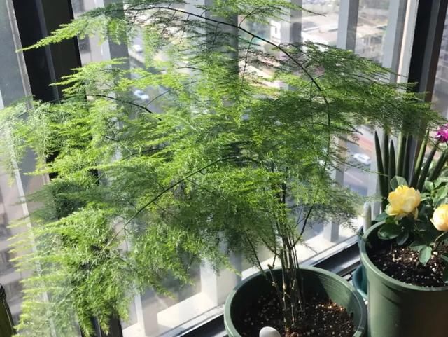  [明亮的位置]嫌花长得丑，趁现在砍头，2个月脱胎换骨！