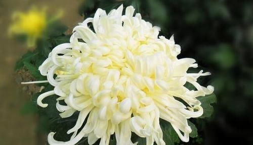  『喜欢』喜欢菊花，就养盆“菊花精品”海天一色，开花不停，爆盆好养