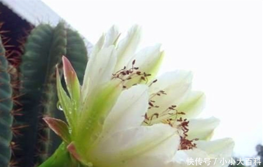 特别:不常见到的高大多肉彩色鬼面角,株型奇特颜色多彩,盆栽很难