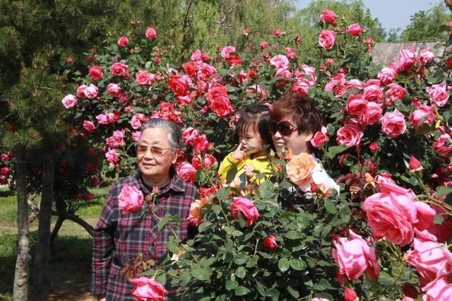  莱州市：莱州市第三十届月季花节欢迎您
