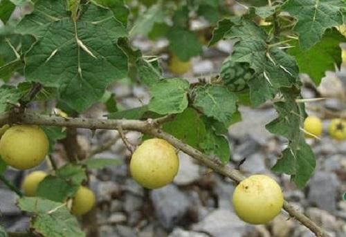  #不知#生在房前屋后，却常被人忽略，熟不知此果实的宝贵，价值