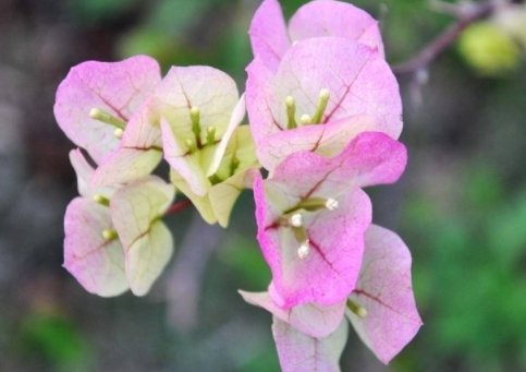  『灵动』养花必选这5款，四季常开花，好养繁殖快，花开爆成花海，灵动美