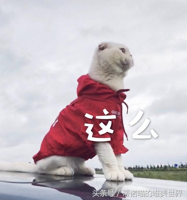 刘二豆再次复出澄清谣言，牵动了多少人心？