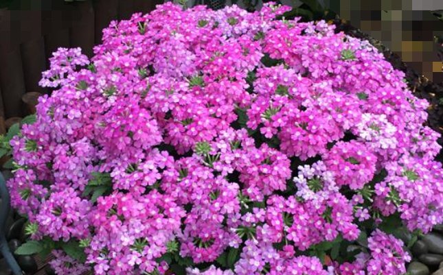 『花型』3种花，是花卉中的“劳模”，全年开花不断，花型紧簇，花量多！