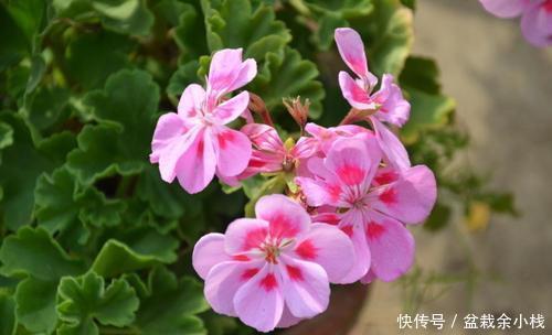  「红花酢浆草」什么花一年四季都开花？在家种上4种花卉，一年四季有花赏