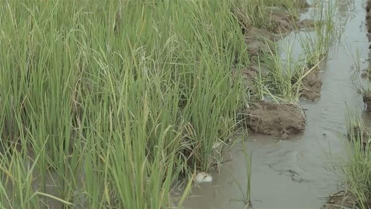  民间|民间牛人发明“手摇式”插秧机，不用油不用电，200元造一