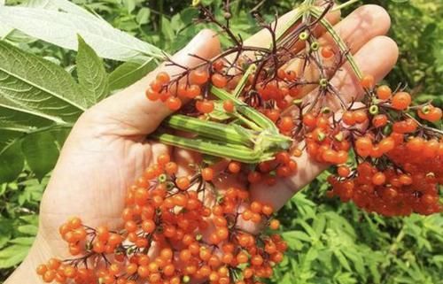  『果子』独特的“1种草”，枝条上有40个果子，被称为“接骨草”，珍贵！
