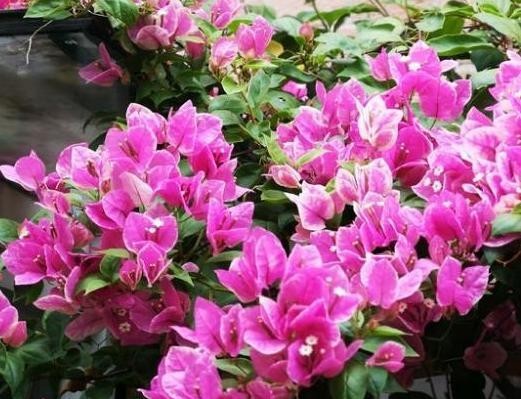 『家里』此款植物又叫贺春红,花开不见叶子,盆栽养殖做到4点就够了