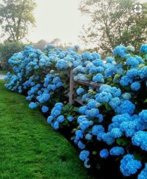  #春天#花园里养上这“2种花”，来年春天，花开不断，美极了！