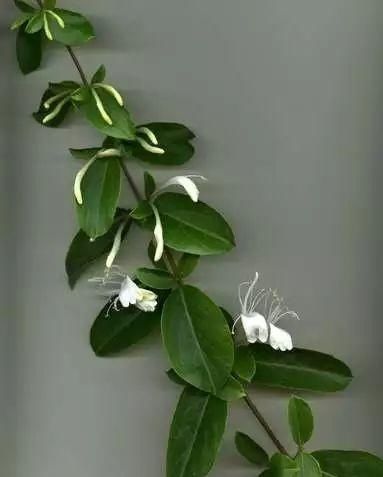  满园■别人的金银花随便养院子就能花开满园，为啥我的却没花苞？