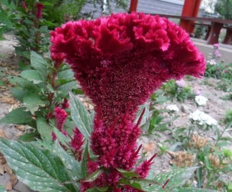 #不喜#“3种花”不喜水,一碰水“又枯又黄”,往太阳下一摆,盆盆花爆