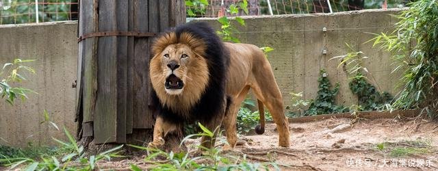 猫科动物:为什么有些猫科动物耳背有白毛这对它们的生活来说相当重要