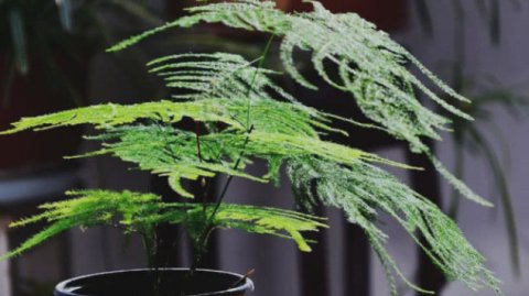  漂亮@乡下一种植物，可盆栽做盆景，非常漂亮，见到一定挖一颗回