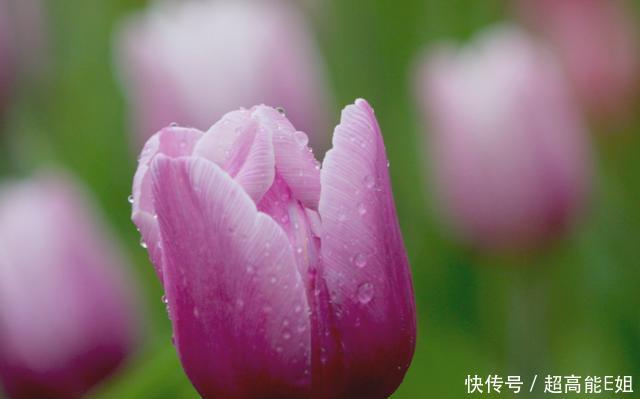  【虚化】只需3步，即可拍出娇艳欲滴的花朵！这样的技巧你会了么