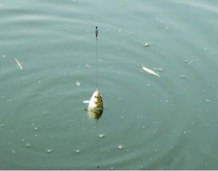 『水下』水下什么鱼,看鱼泡基本上八九不离十,鲤草鲫青鲢都能看出来