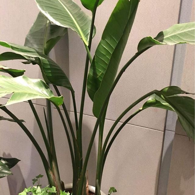  仙鹤：普通花看腻了，不如养盆“仙鹤花”，姿态富贵花型奇特！