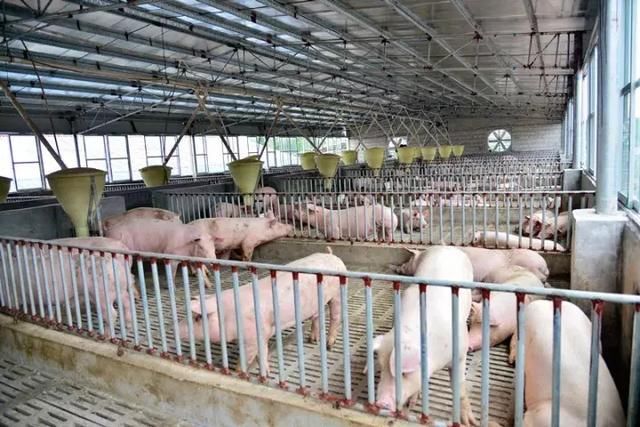 这个养猪人没花一分钱让猪场20年没臭过！他做了什么？