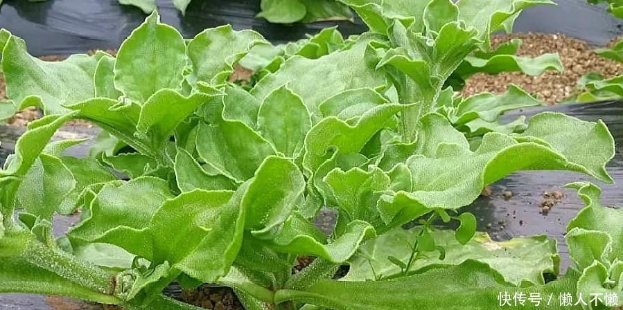  种子@农村的一种作物种植一亩只需5克种子，亩产达5千斤，一斤13元