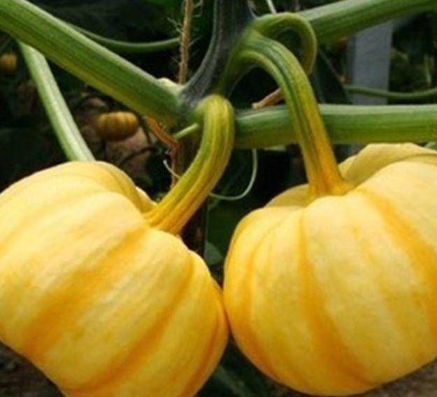 『蔬菜』你看过观赏蔬菜吗?如果在家种菜不好,那是观赏蔬菜