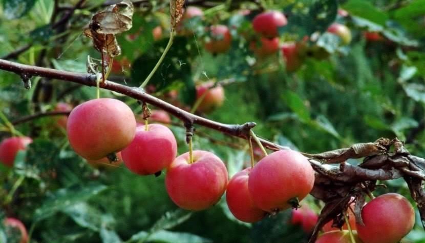  【人类】模仿行为并不是人类独有专利，植物的“模仿秀”也令人叹为观止！