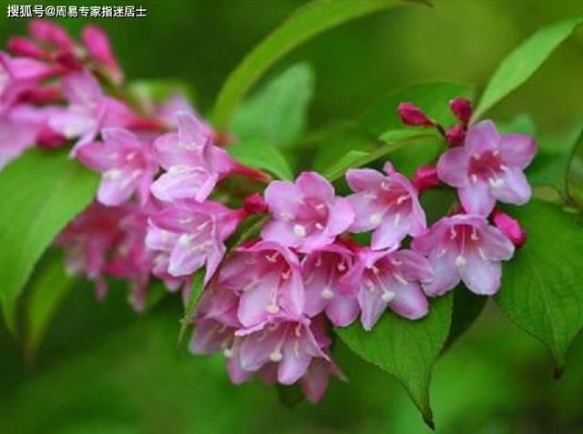  [大部分都会]生肖羊5月运气算命：2021年5月运气，情感运气轻易着花后果