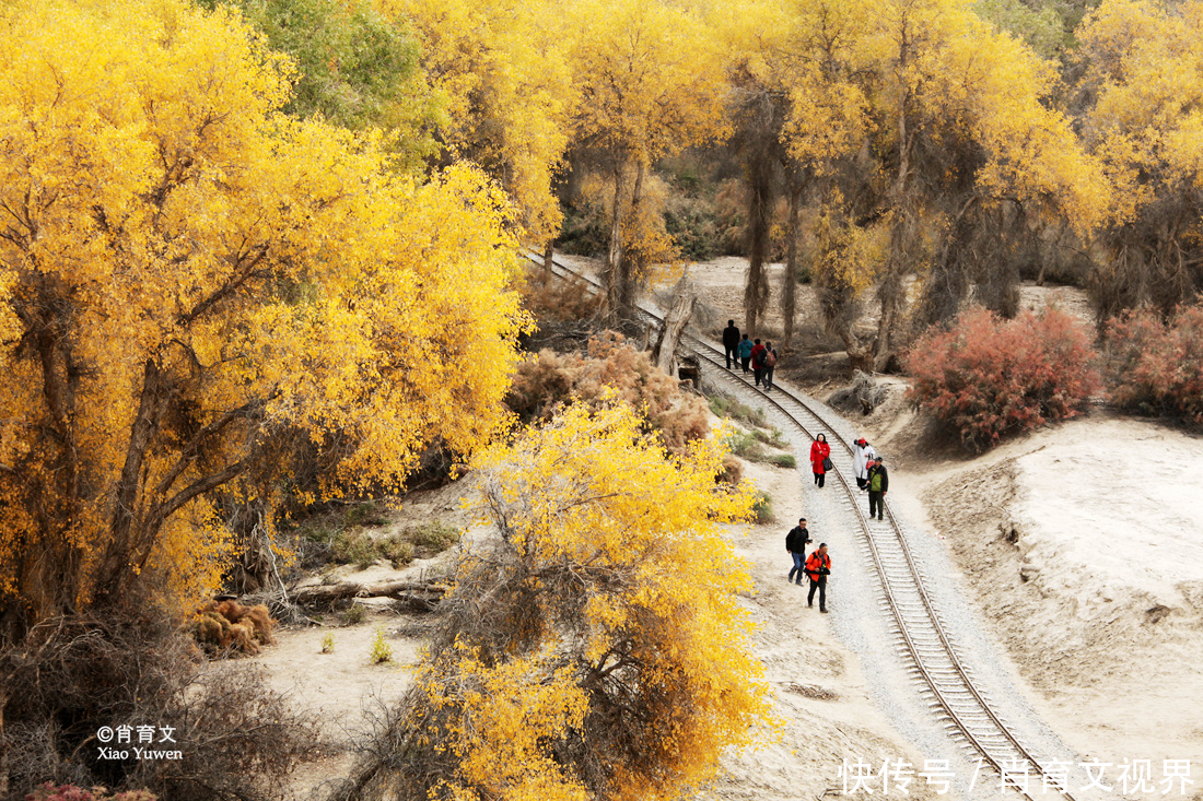 新疆胡杨最美的季节即将到来，坐上景区的小火车，仿佛穿越了时空