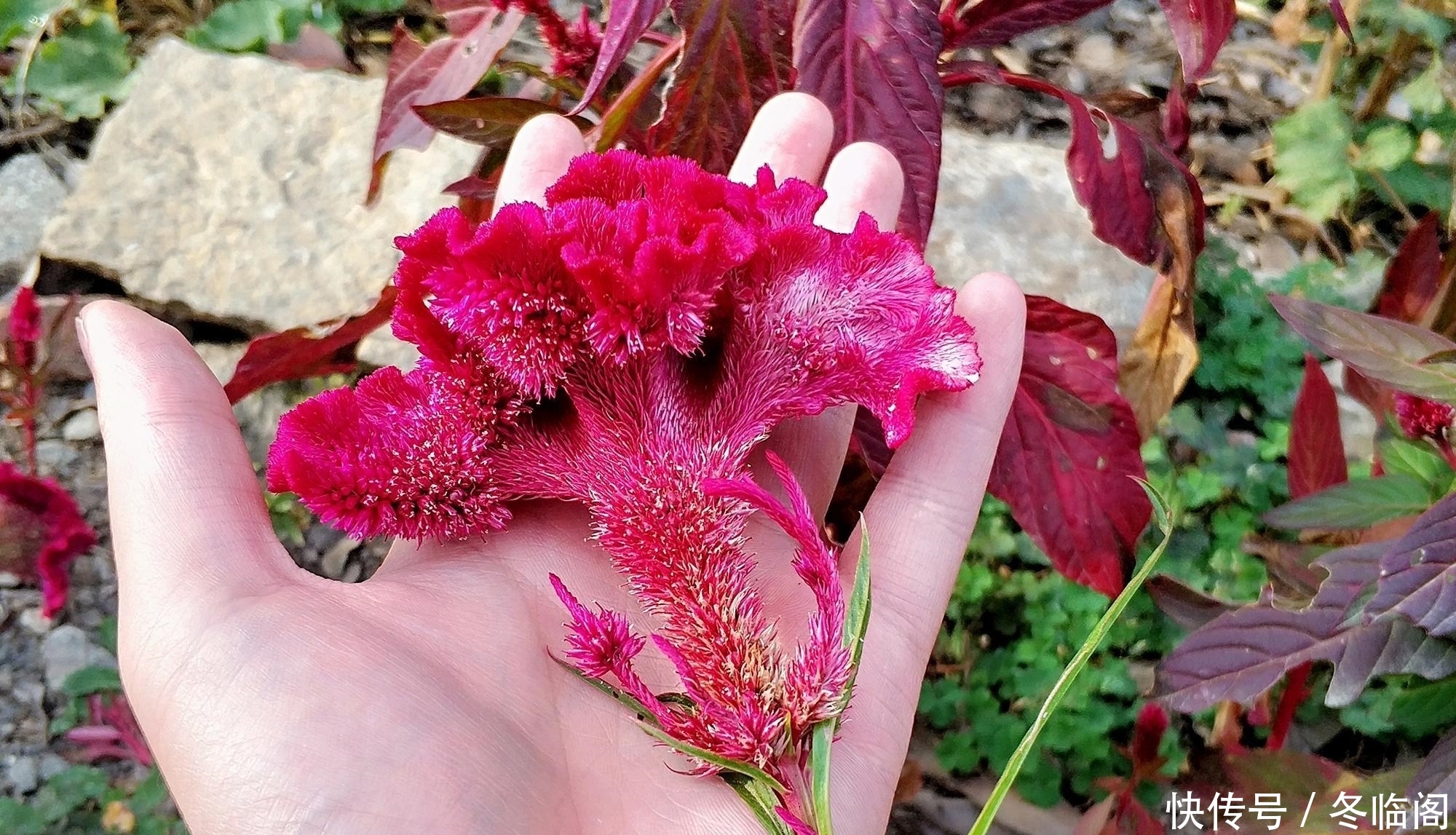  出名@以前农民见到就除，因花似鸡冠而出名，却少有人知它是稀罕