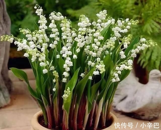  天使■喜欢白色？这五种“洁白花”不可错过，美如雪中天使