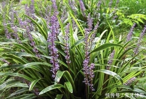  『观赏价值』它在农地里像“杂草”，被称为“沿阶草”，根茎比庄稼值钱，珍贵