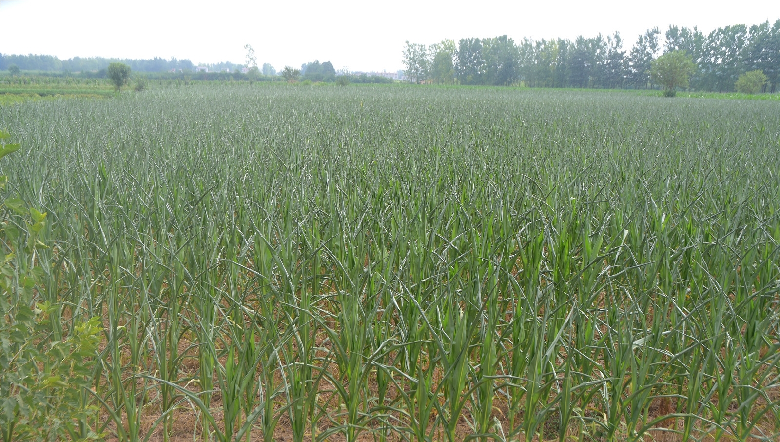 玉米遭遇持续干旱，地头就是水井，为啥农村人不愿灌溉？