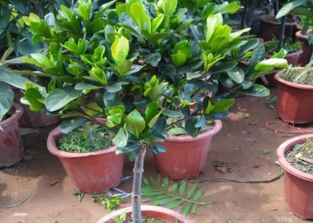  栀子花|养栀子花，2种肥水要常用，长得旺、叶子绿，开花更多