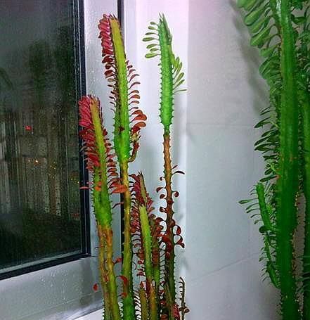  寓意：2种“多肉”长势猛，半年就能窜屋顶，寓意旺运、还镇宅，