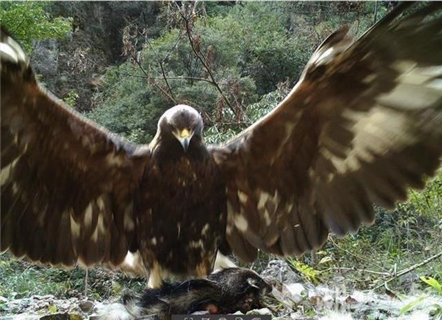 神农架拍到1.2米金雕猎食猪獾 网友：这莫不是金庸笔下的神雕？