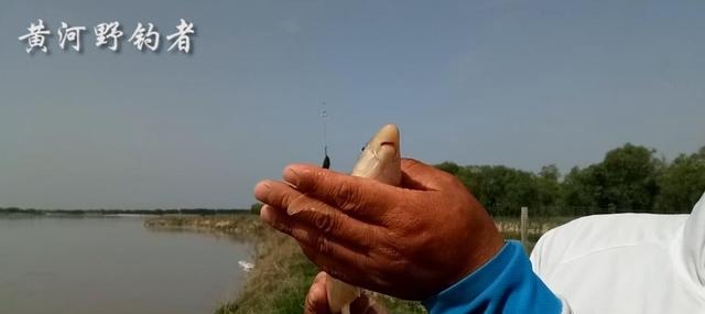 农村小哥海竿野钓黄河，4个小时钓上条鸽子鱼，相传是宫廷鱼