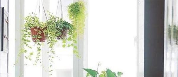  如常见|适合在厨房养护的几类植物, 你养对了没?