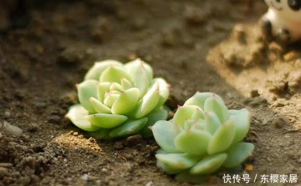 『摘下来』多肉的叶子摘下来重新种,现在叶子太多了,老花匠教你小窍门!