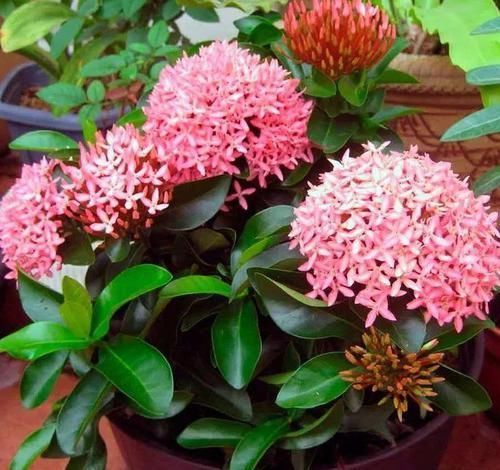  #较多#四季花开不停的龙船花，比绣球花好养，被人称作水绣球花