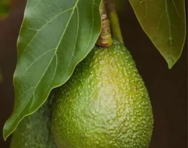  『空地』家有空地，一定种上这几款果树，一年四季吃不完来年亩收入2万元